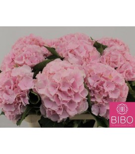 Hortensia Verena  80 cm