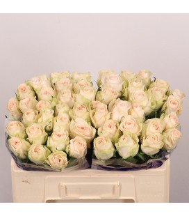 Rose Wedding rose 50 cm