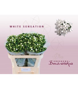 Bouvardia white sensation 70 cm