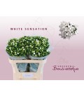 Bouvardia white sensation 70 cm