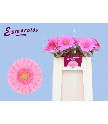 Gerbera Glossy