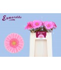 Gerbera Glossy x 20