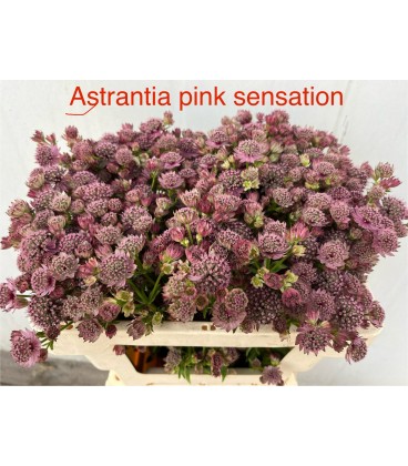 Astransia pink sensation 60 cm