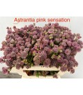 Astransia pink sensation 60 cm