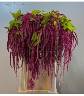 Amaranthe red cord 80 cm