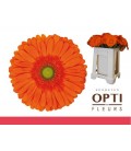 Gerbera Atlanta x 25