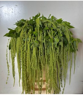 Amaranthe Green Cord 80 cm