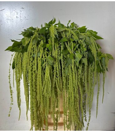Amaranthe Green Cord 70 cm