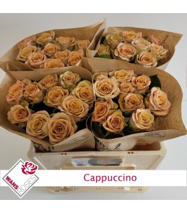 Rose Cappuccino 50 cm