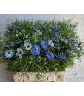 Nigelle Artist Blue 55 cm
