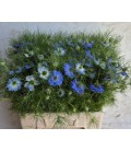 Nigelle Artist Blue 75 cm