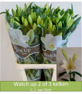 Lys Longi Watch up 90 cm