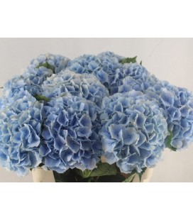 Hortensia Verena Bleu 75/80 cm