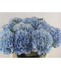 Hortensia Verena Bleu 80cm
