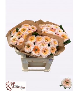 Rose Sira Gardens 60 cm