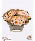 Rose Sira Gardens 60 cm