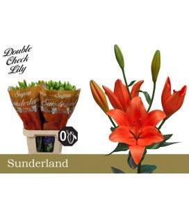 Lys Sunderland 90 cm