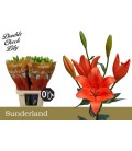 Lys Sunderland 90 cm