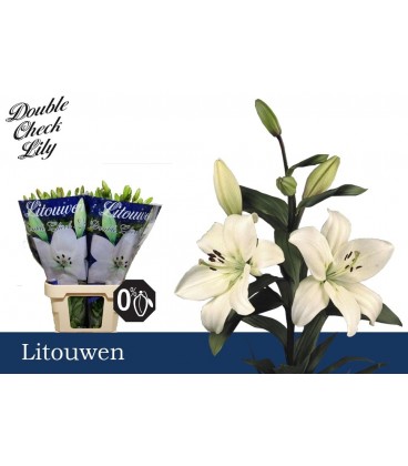 Lys Litouwen