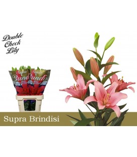 Lys Brindisi 