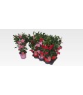 Dipladenia Pot de 17 h 60 mix