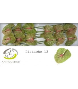 Anthurium Pistache par 12