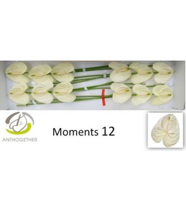 Anthrurium Moments x12