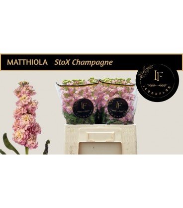 Giroflée stox champagne 55 cm