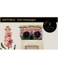 Giroflée stox champagne 55 cm