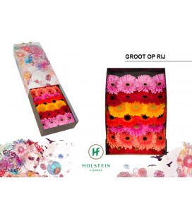 Gerbera Mix x 25