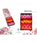 Gerbera Mix x 25