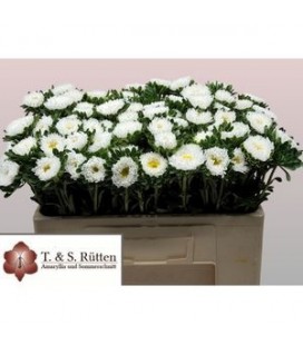 Reine Margeritte Blanche  50 cm