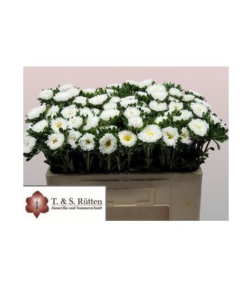 Callis White 50 cm