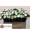 Callis White 50 cm