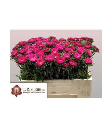 Callis Cerise 50 cm