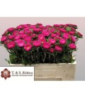 Reine Margueritte rose 50 cm