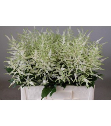 Astilbe Washington