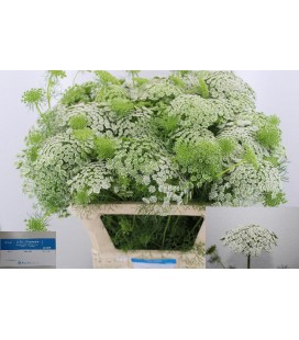 Dille Casablanca 70 cm