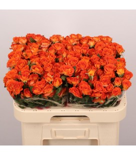 Rose Branchue Ariya 60 cm