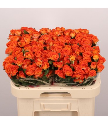 Rose Branchue Ariya 60 cm