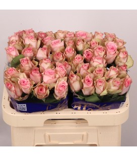 Rose Paloma Staffi 60 cm