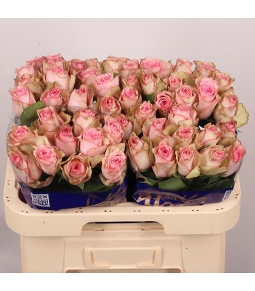Rose Paloma Steffi 60 cm