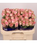 Rose Paloma Steffi 60 cm