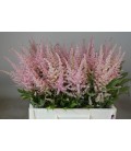 Astilbe Erica
