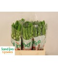Ornithogalum Thy Milky way 40 cm