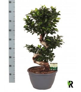 Bonzail Ginseng Ø 30 h 90