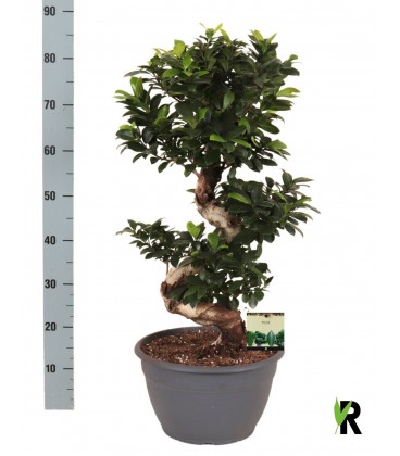 Bonzail Ginseng Ø 30 h 90