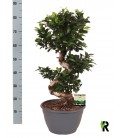 Bonzail Ginseng Ø 30 h 90