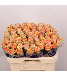 Rose Dividend 60 cm