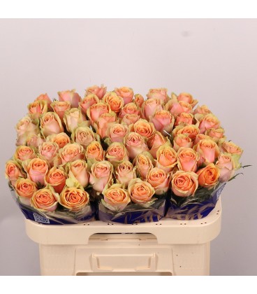 Rose Dividend 60 cm